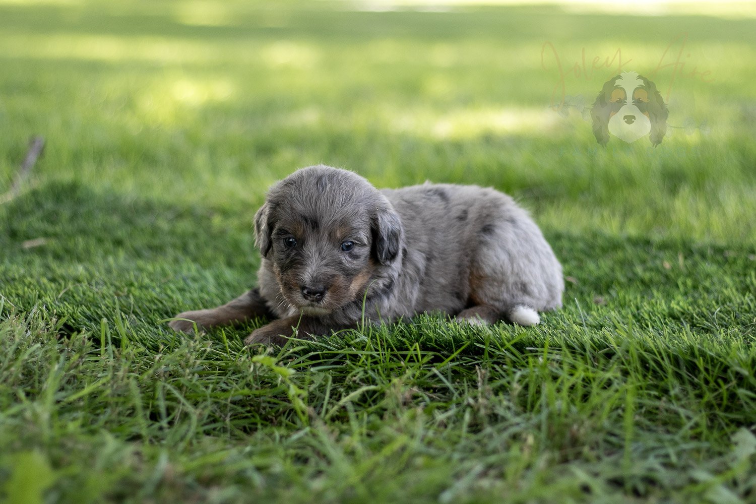 Matthew Cuthbert Bernedoodle Puppy-610.jpg