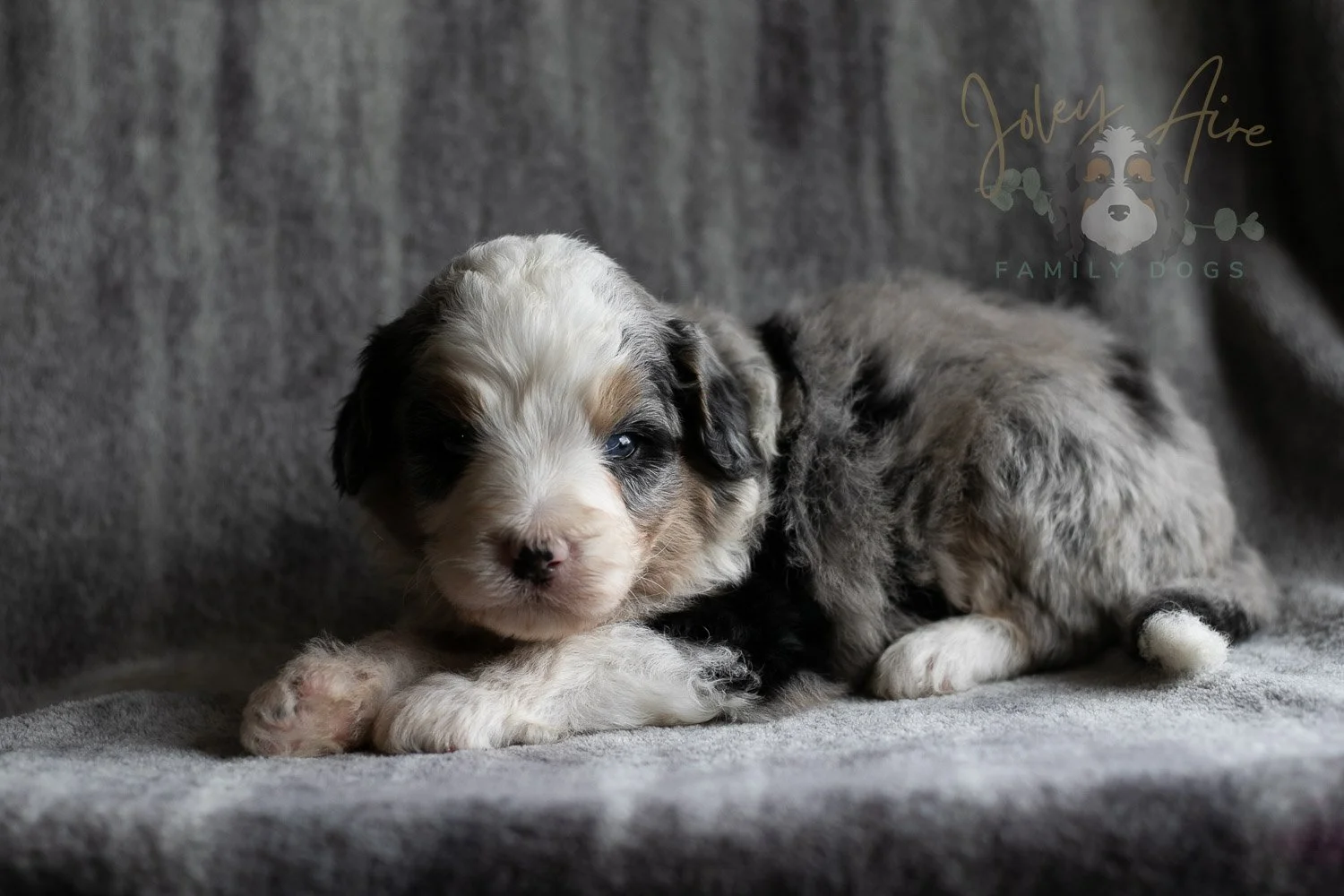 Pablo Picasso Bernedoodle Puppy-108.jpg