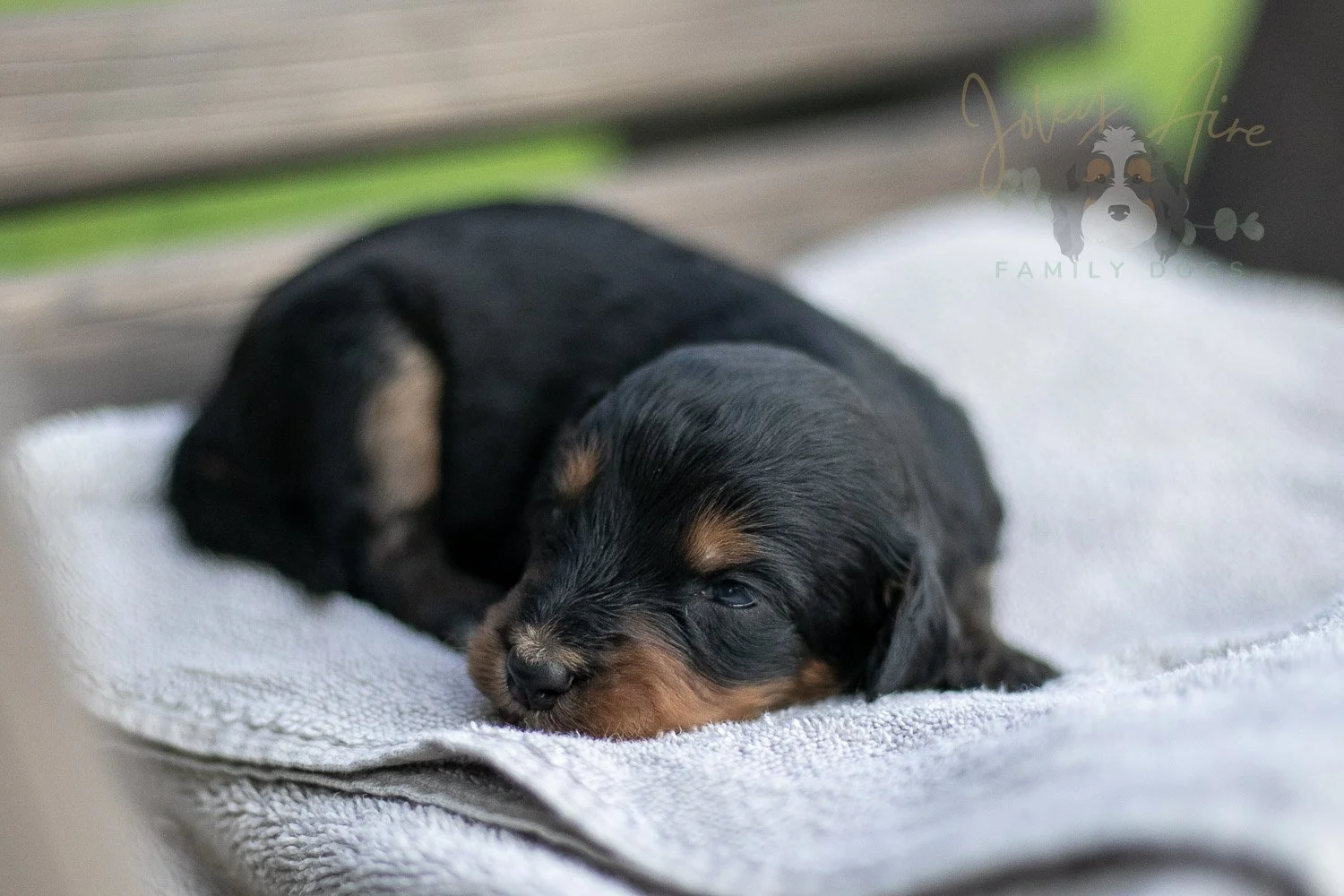 Mini Mae Bernedoodle Puppy-10.jpg