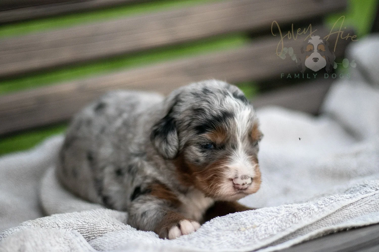 Rachel Lynde Bernedoodle Puppy-48.jpg