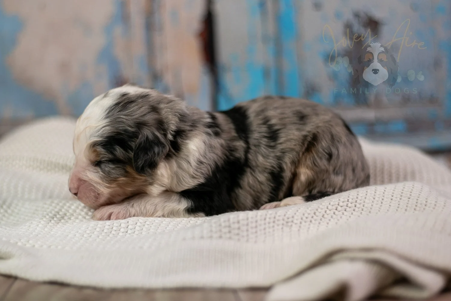 Pablo Picasso Bernedoodle Puppy-235.jpg