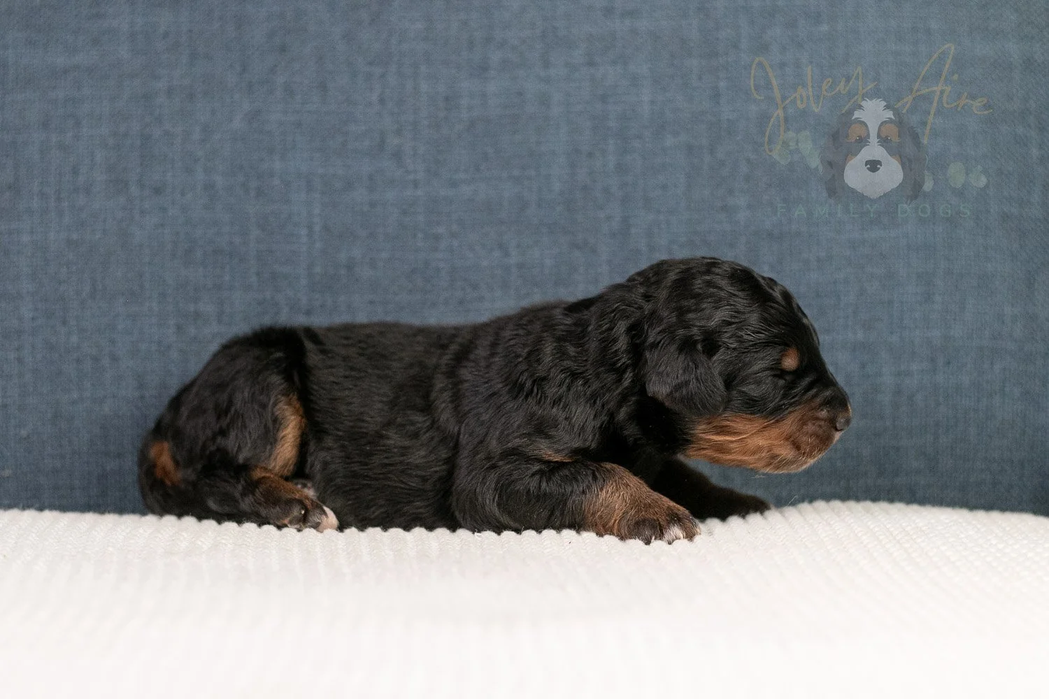 Amber Bernedoodle Puppy-07.jpg