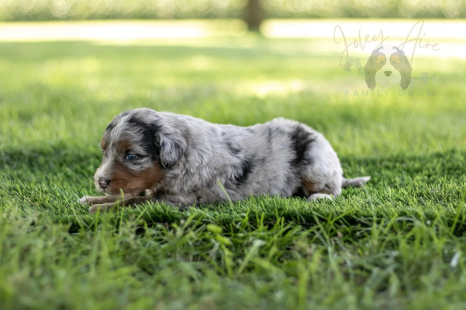 Rachel Lynde Bernedoodle Puppy-541.jpg