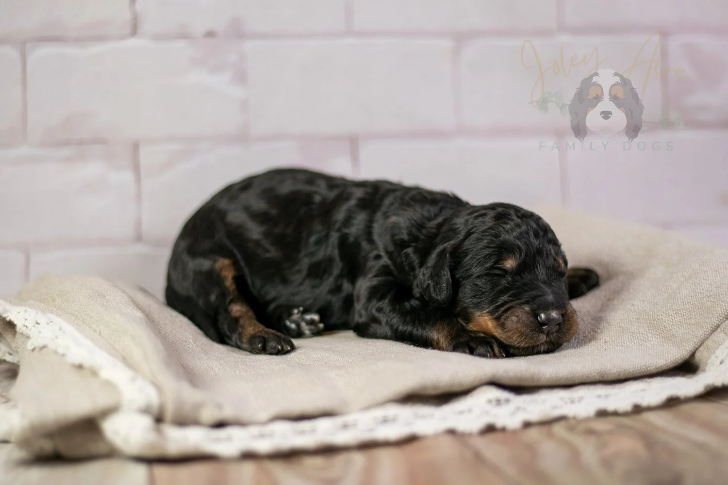 Bryce Bernedoodle Puppy-189.jpg