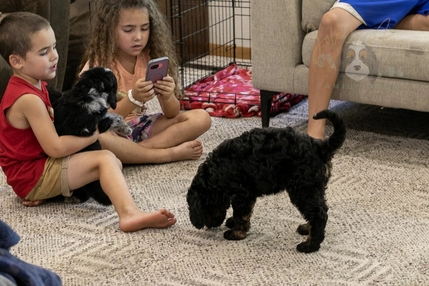 Denali Bernedoodle Puppy-567.jpg