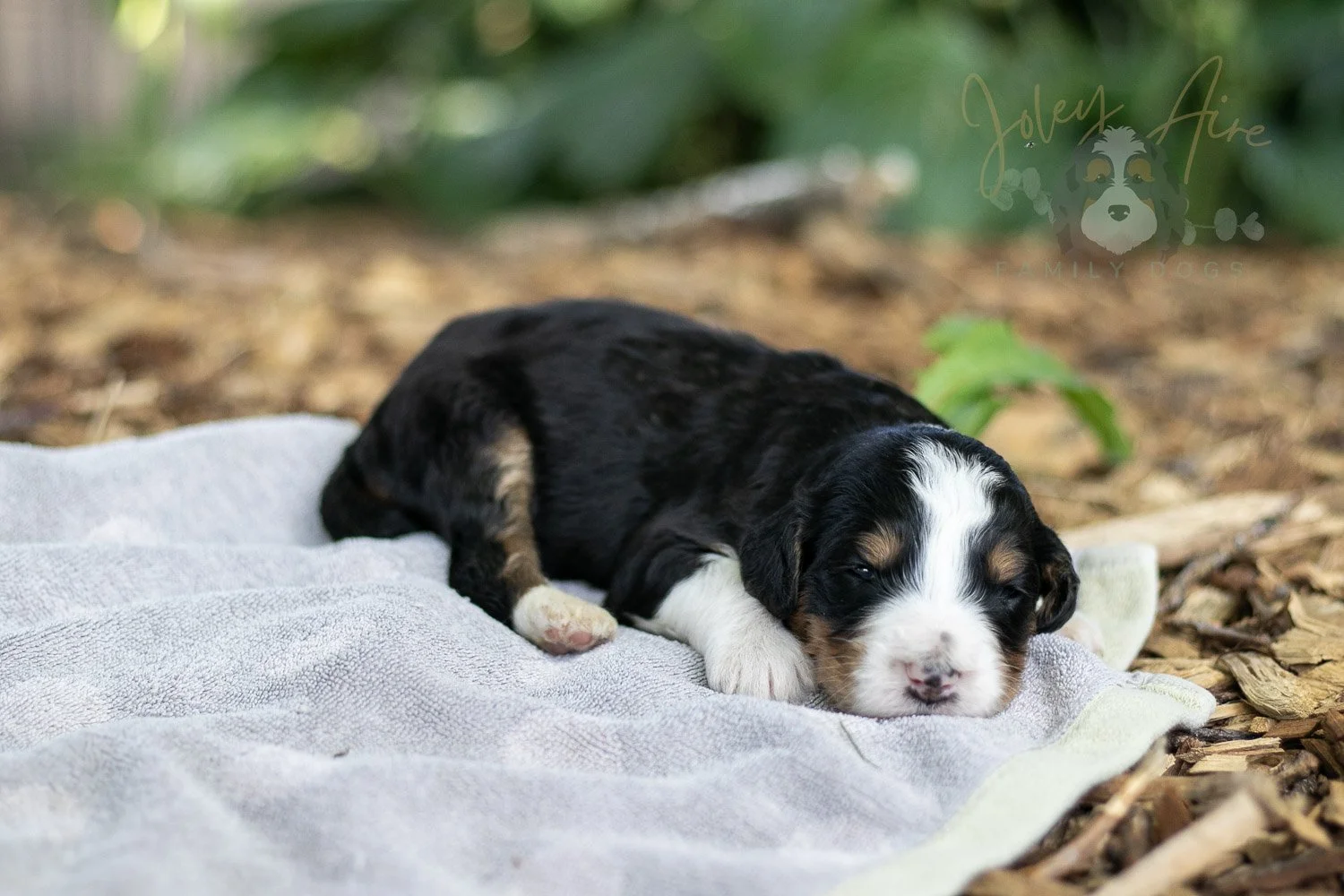 Zion Bernedoodle Puppy-99.jpg