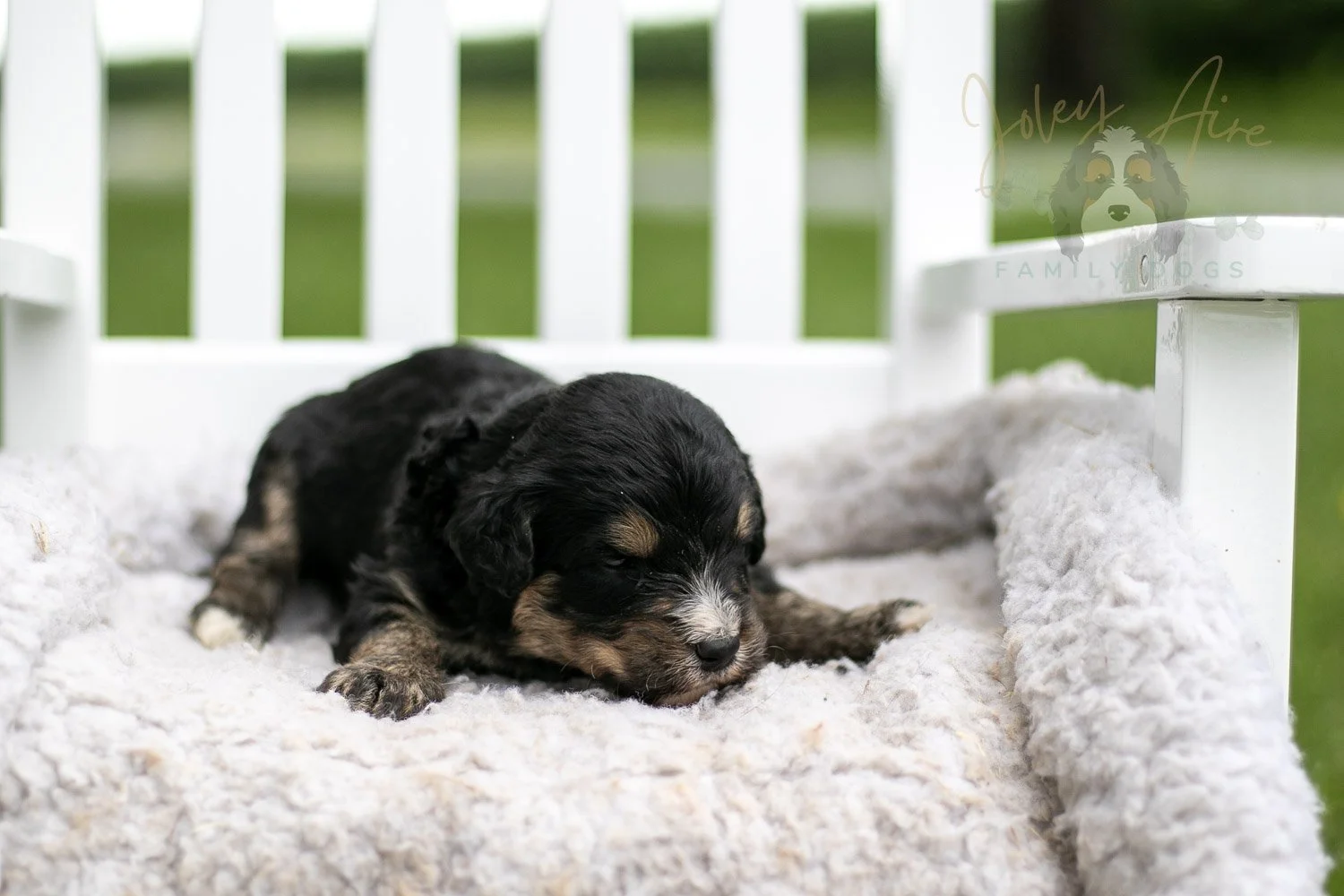 Da Vinci Bernedoodle Puppy-741.jpg