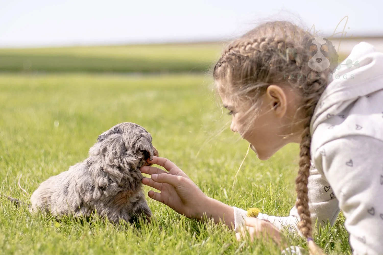 Flute Bernedoodle Puppy-18.jpg