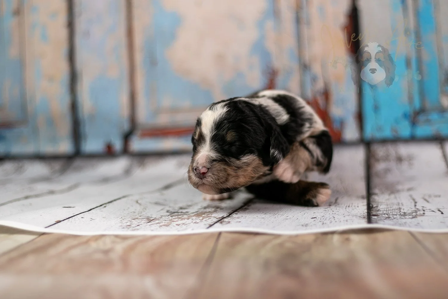 Artemisia Bernedoodle Puppy-281.jpg