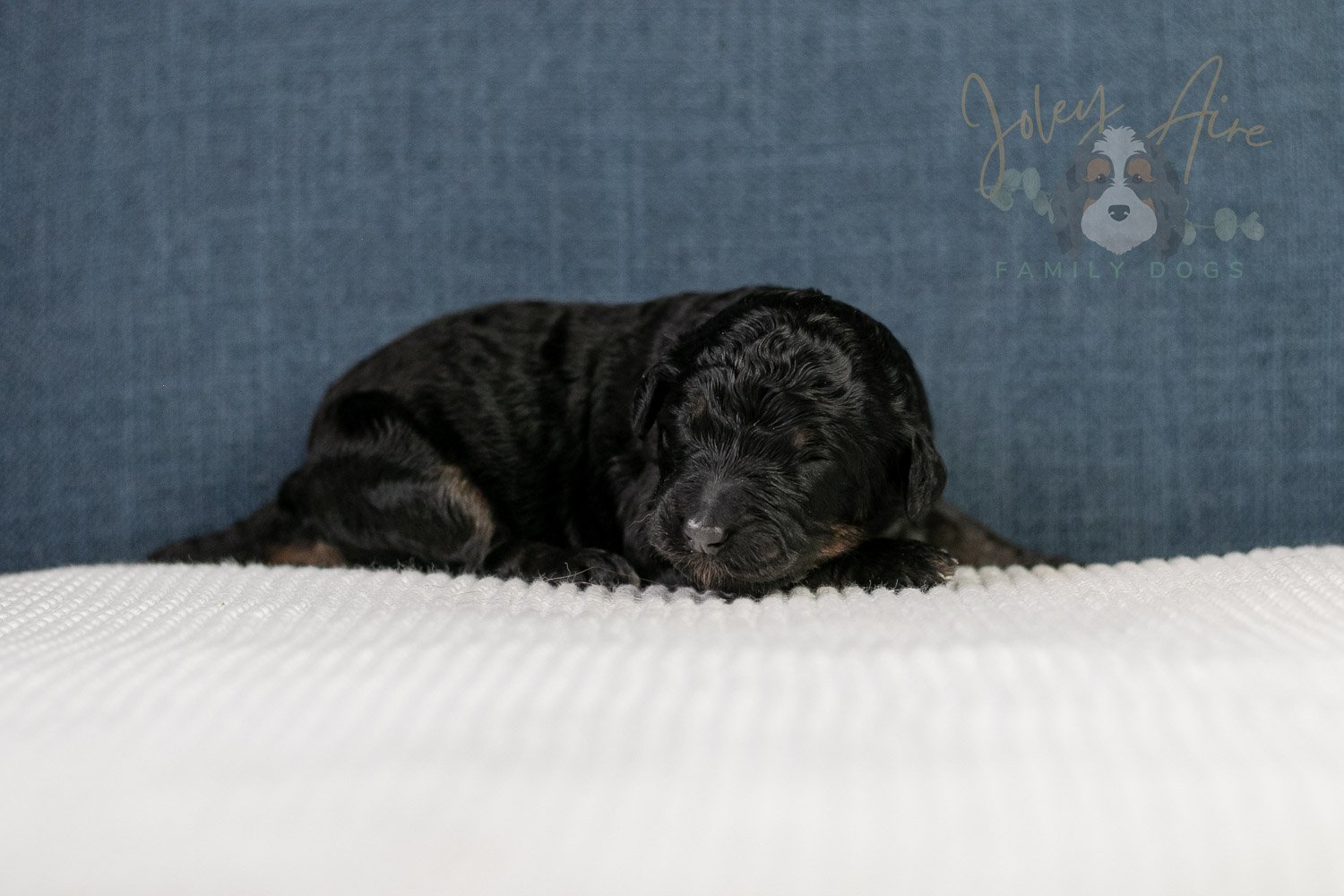 Amy Bernedoodle Puppy-098.jpg