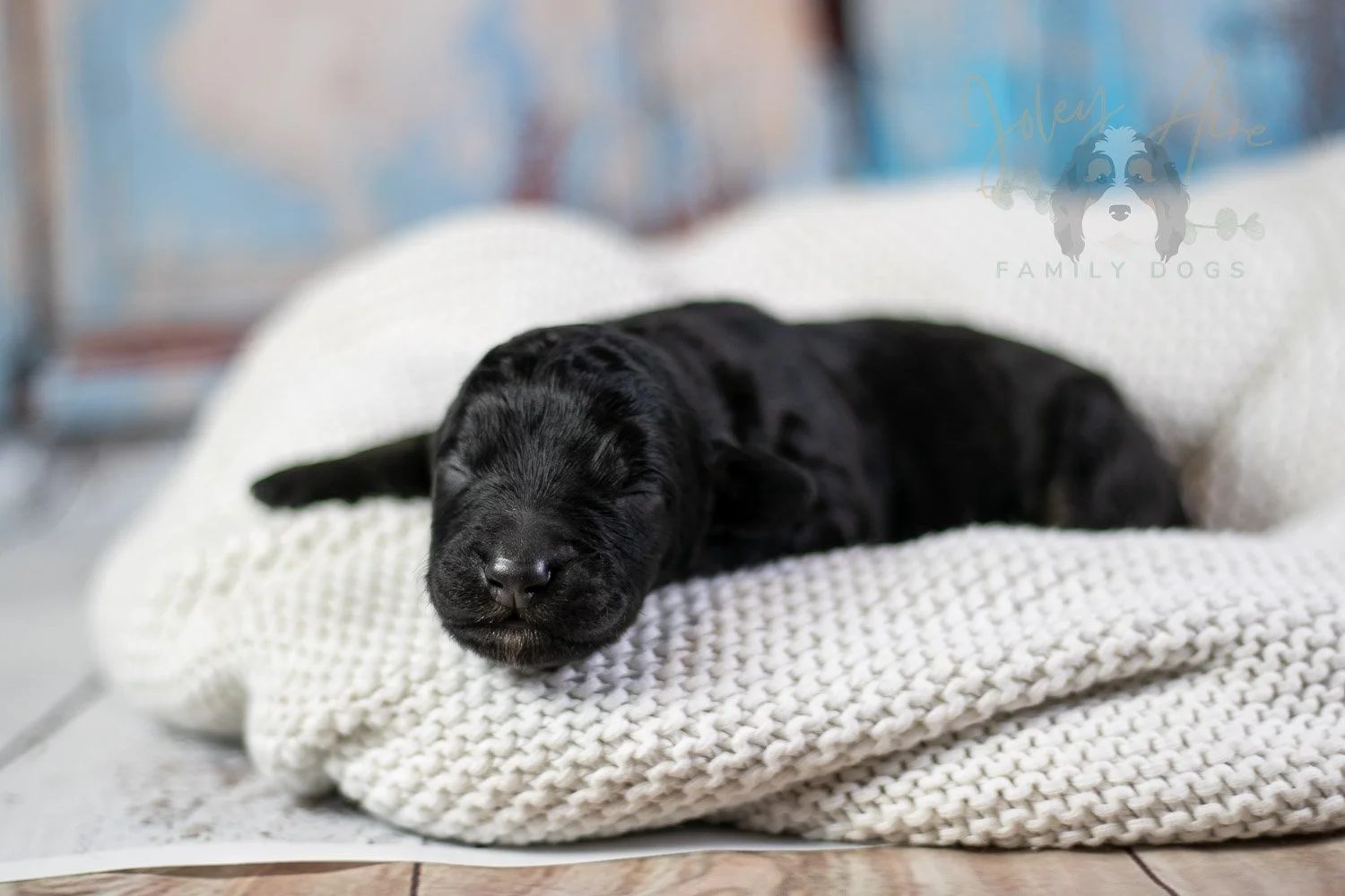 Andy Warhol Bernedoodle Puppy-41.jpg