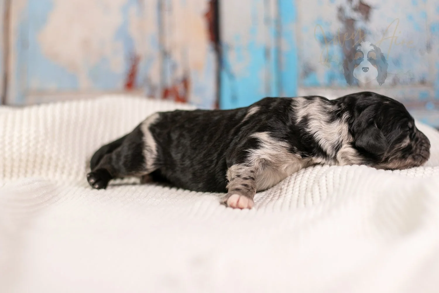 Bob Ross Bernedoodle Puppy-127.jpg