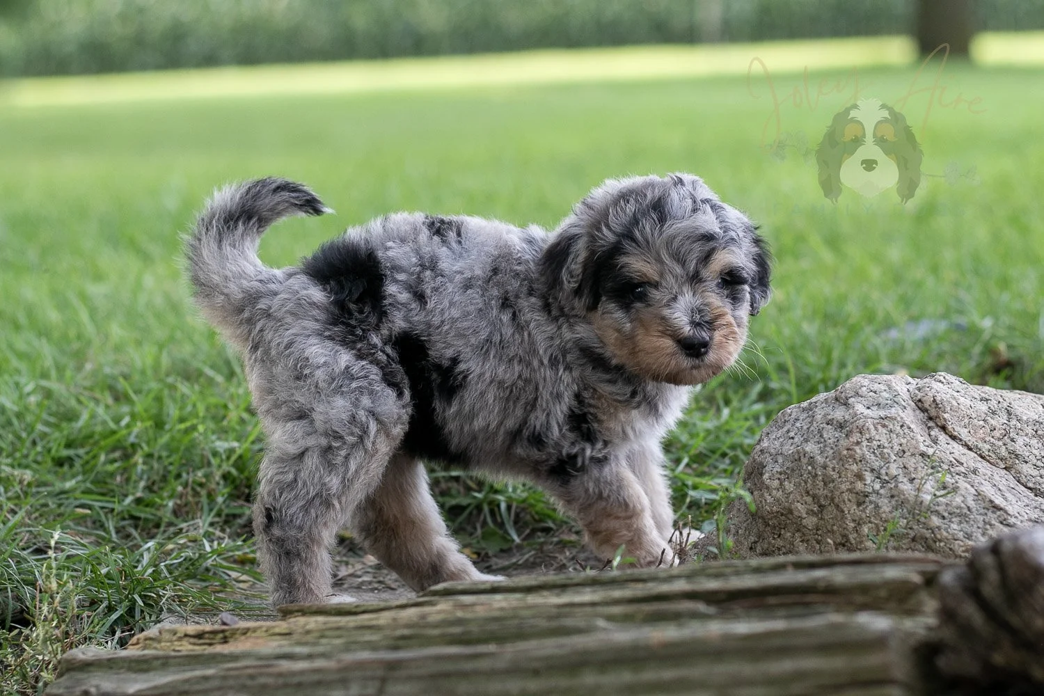 Mary Cassatt Bernedoodle Puppy-182.jpg