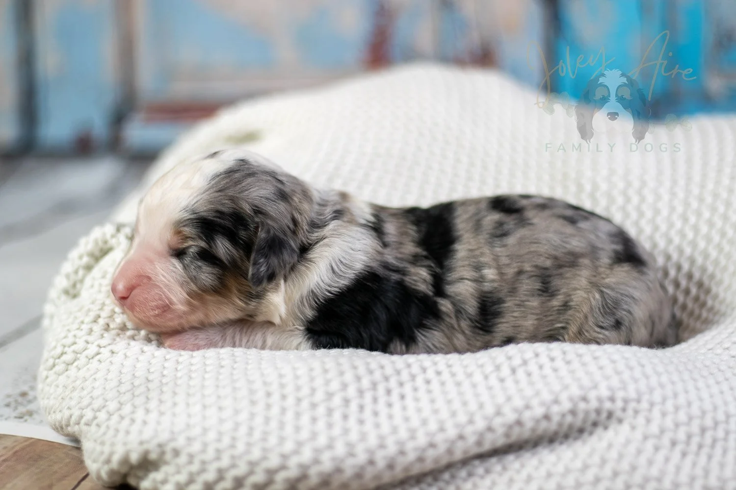 Pablo Picasso Bernedoodle Puppy-60.jpg