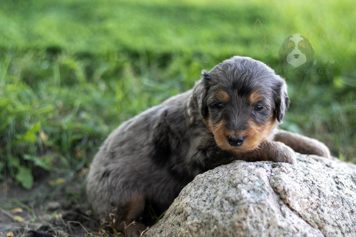 Josie Pye Bernedoodle Puppy-511.jpg