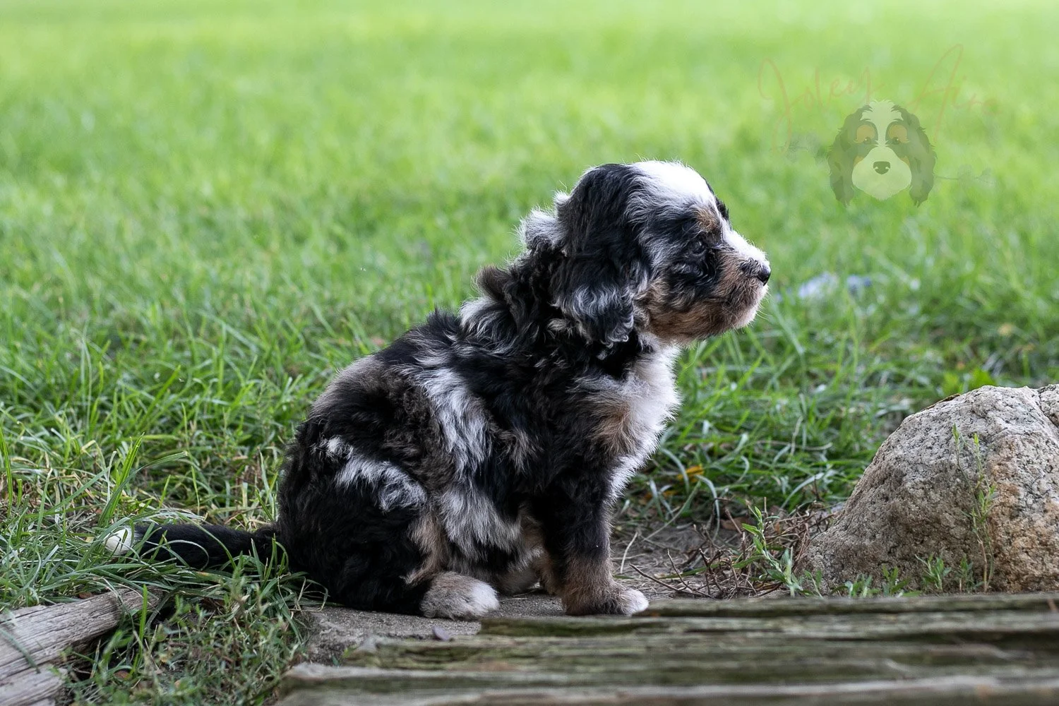 Artemesia Bernedoodle Puppy-131.jpg