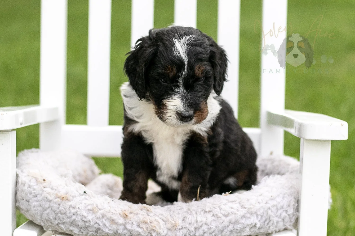 Yosemite Bernedoodle Puppy-973.jpg