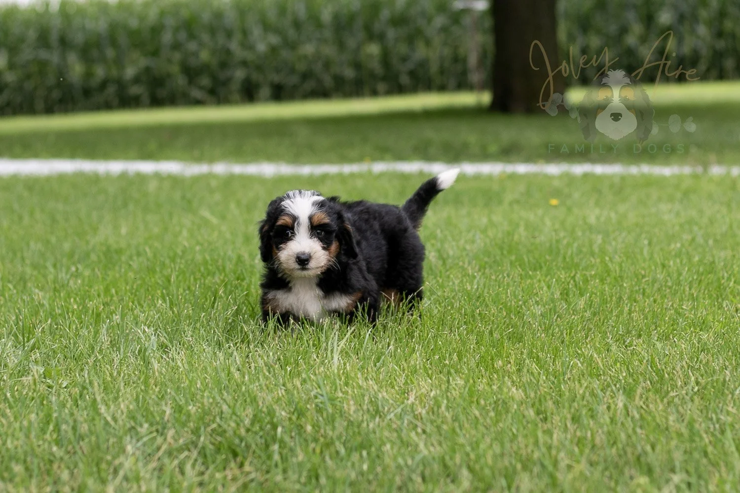 Anne Bernedoodle Puppy-33.jpg
