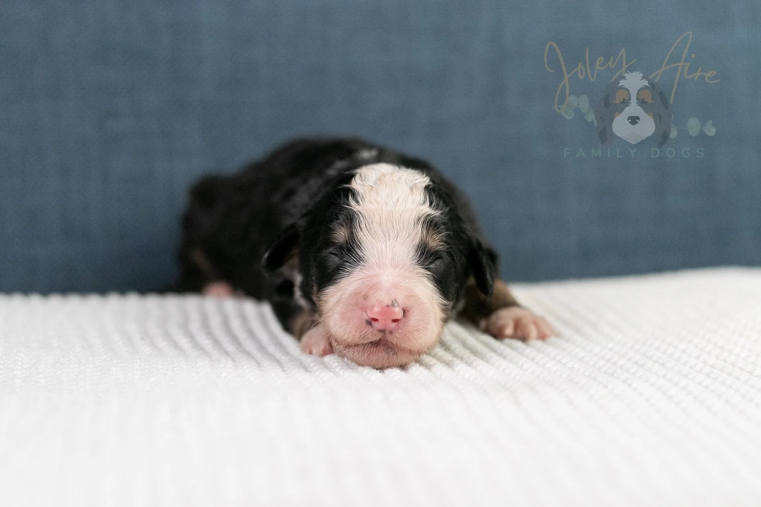 Archer Bernedoodle Puppy-65.jpg