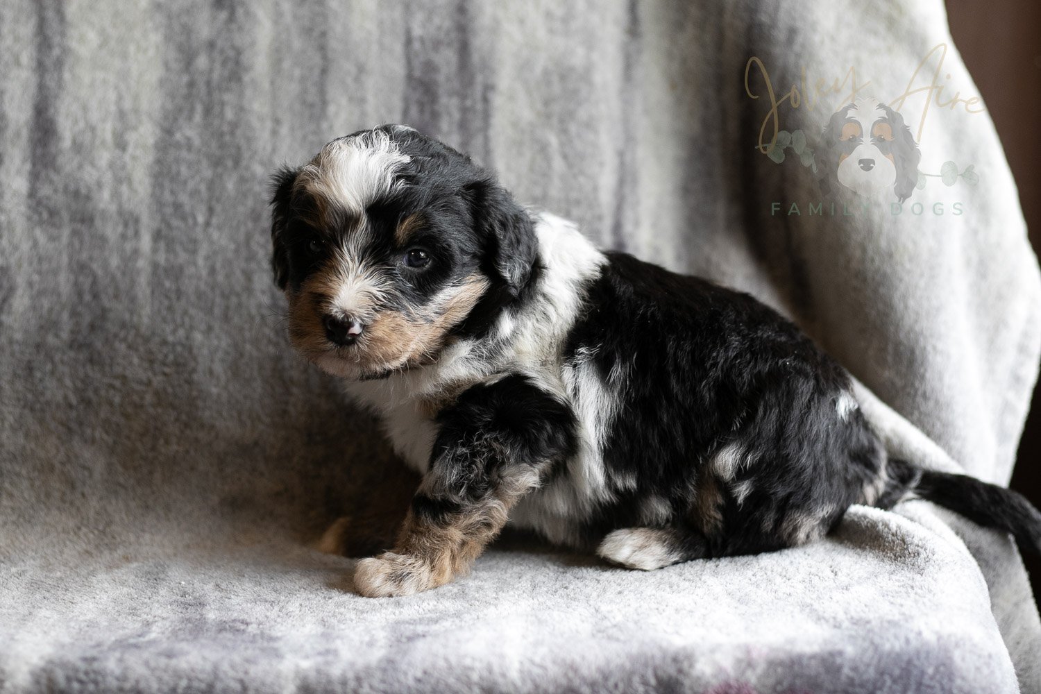 Artemisia Bernedoodle Puppy-137.jpg