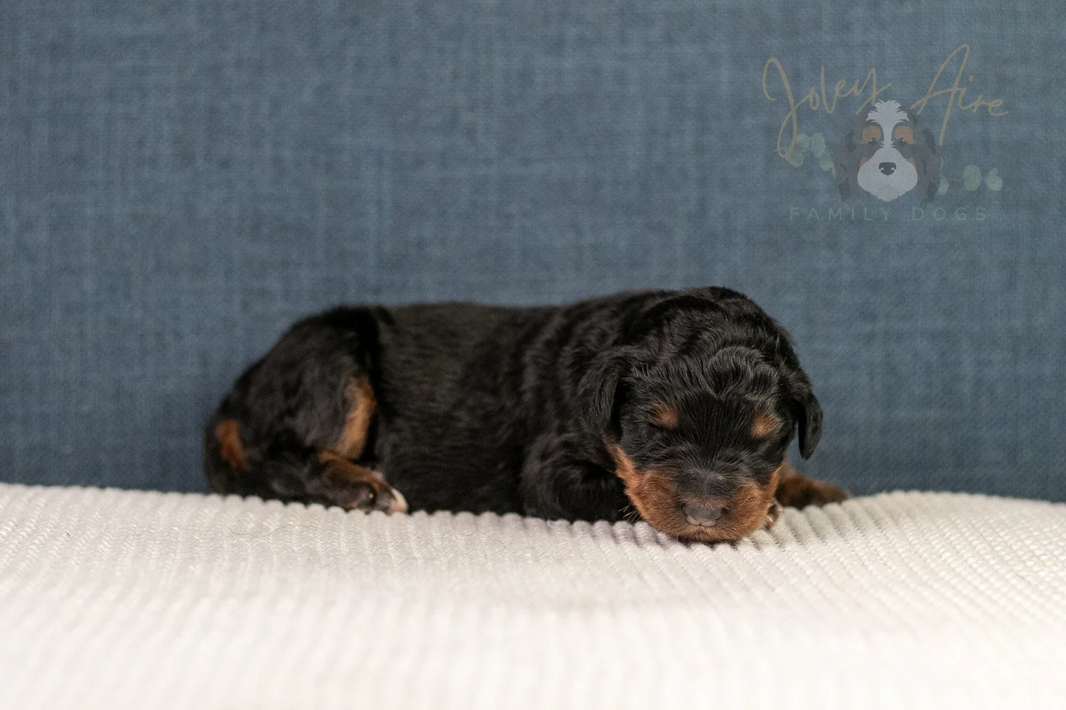 Amber Bernedoodle Puppy-06.jpg