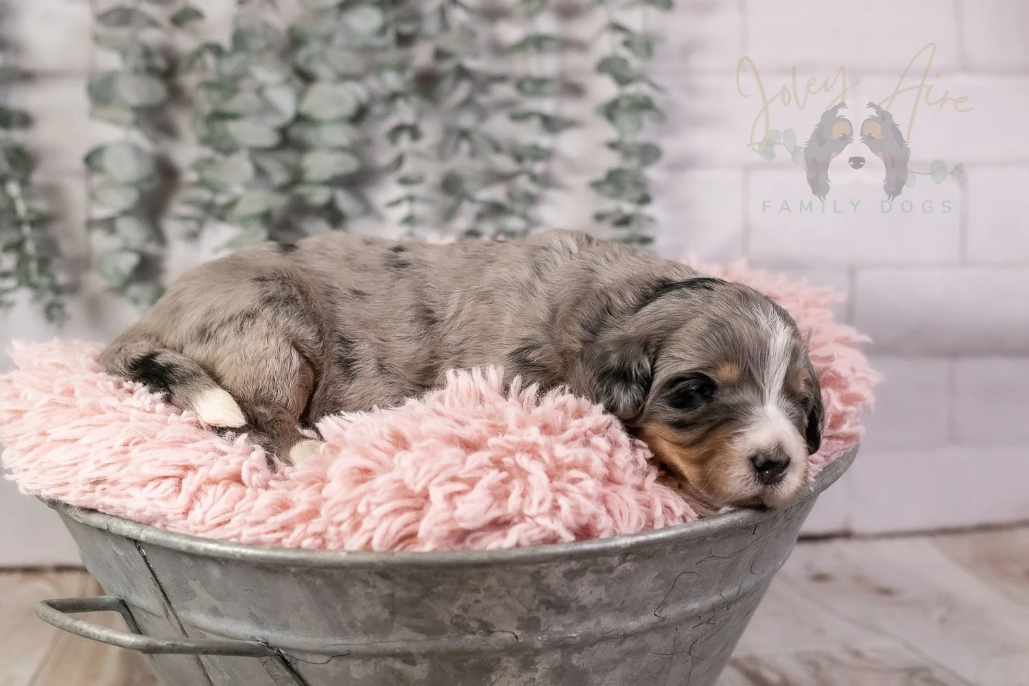 Drum Bernedoodle Puppy-20.jpg