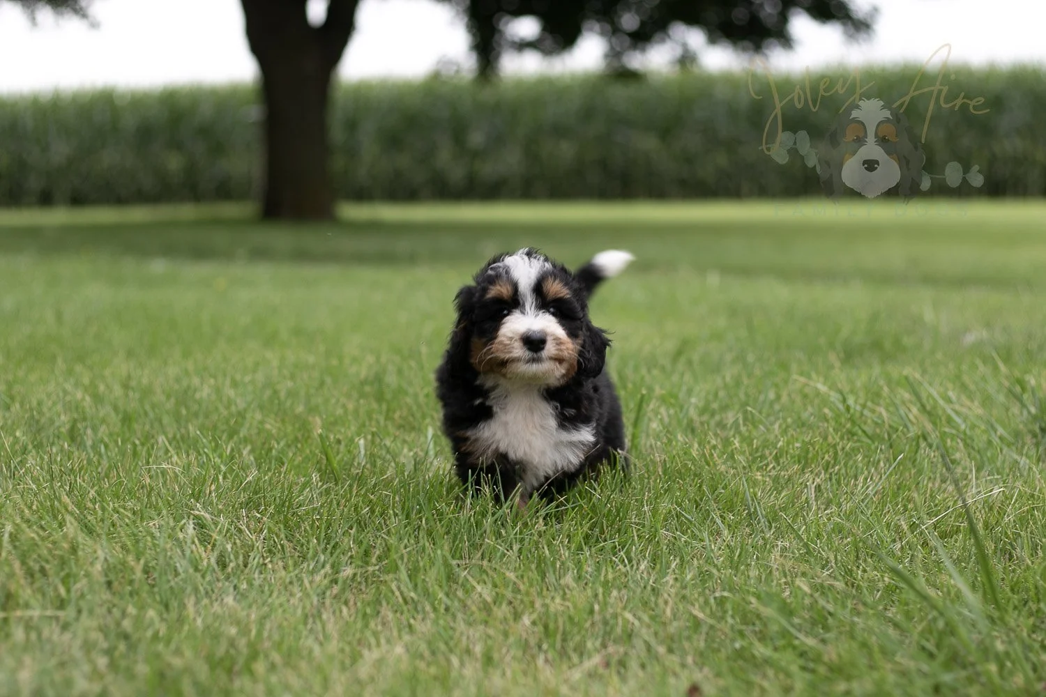 Diana Bernedoodle Puppy-6.jpg