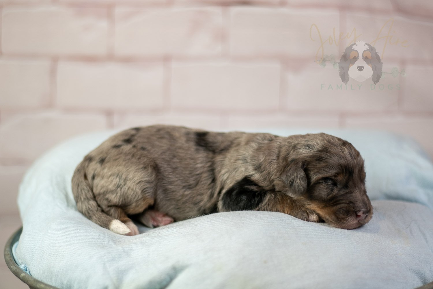 Matthew Cuthbert Bernedoodle Puppy-79.jpg