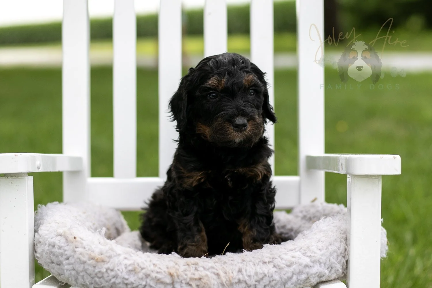 Denali Bernedoodle Puppy-840.jpg