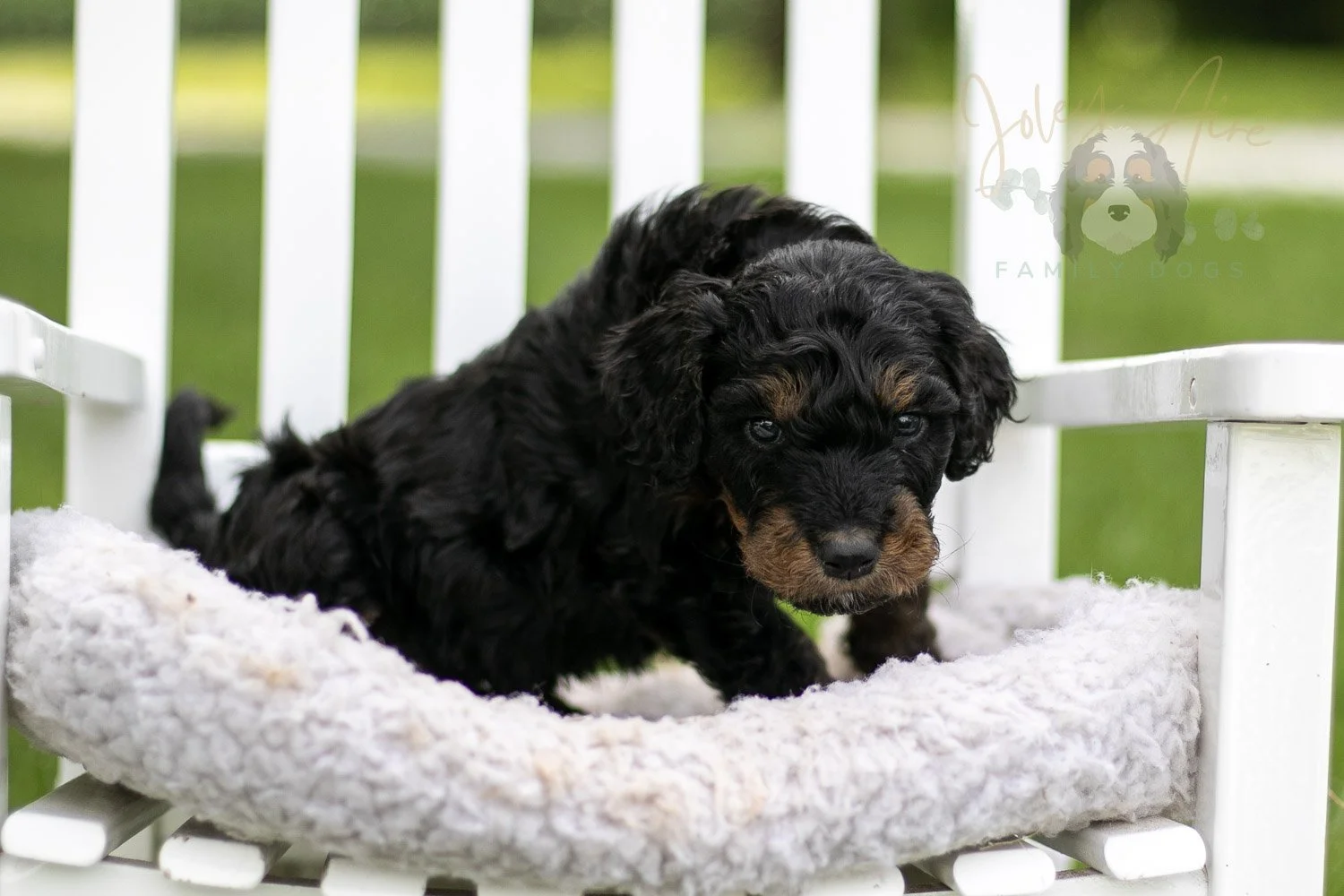 Bryce Bernedoodle Puppy-787.jpg