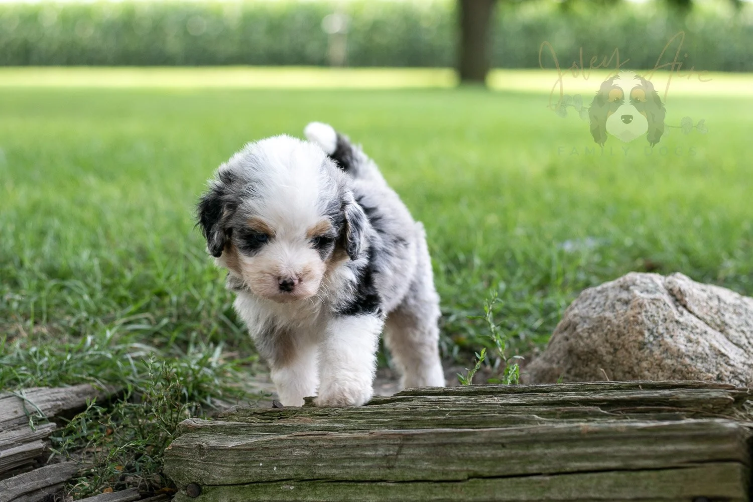 Pablo Picaso Bernedoodle Puppy-207.jpg