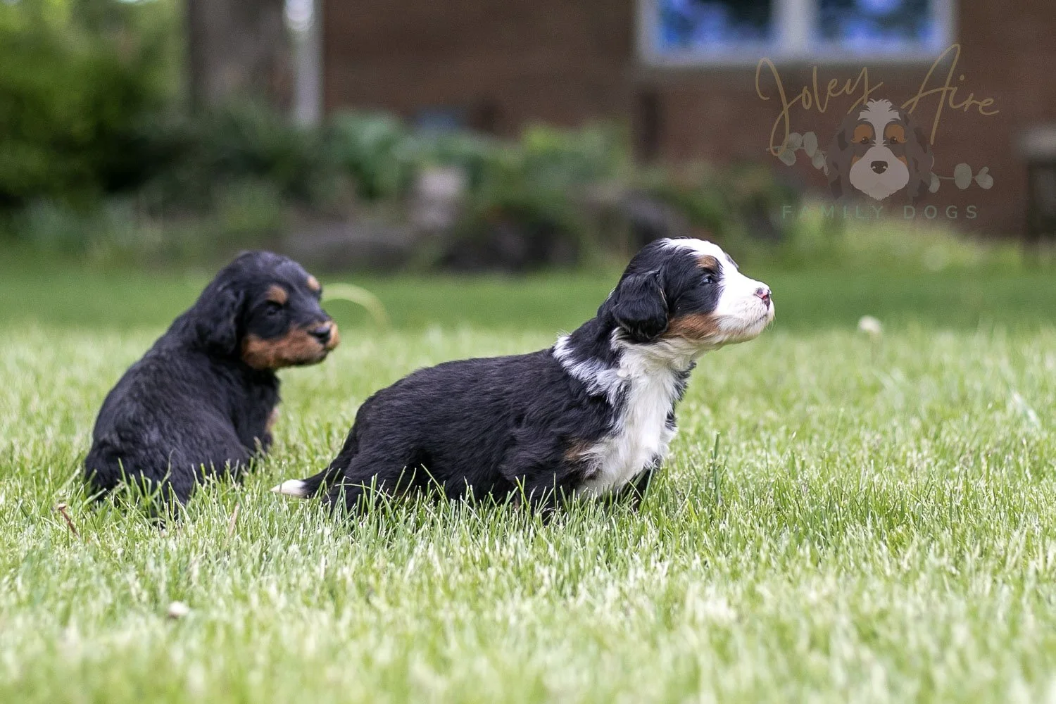 Harmonica Bernedoodle Puppy-25.jpg