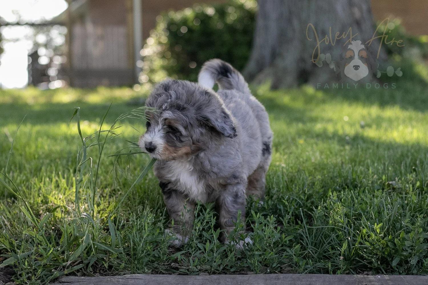 Drum Bernedoodle Puppy-25.jpg