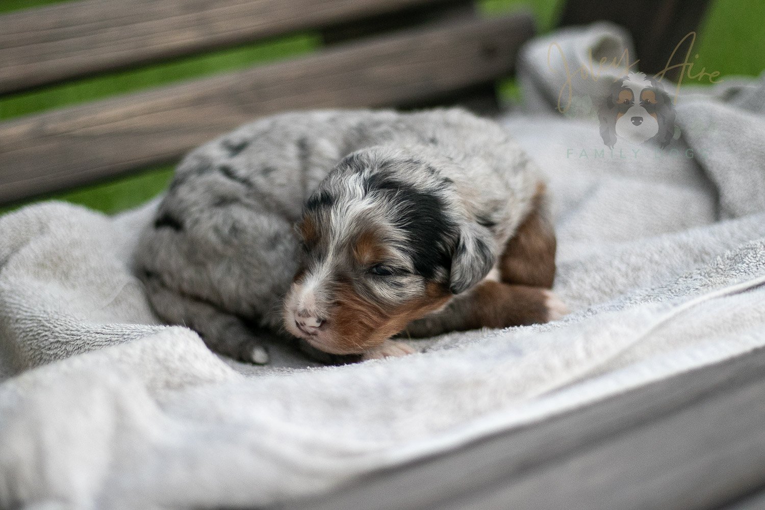 Rachel Lynde Bernedoodle Puppy-39.jpg