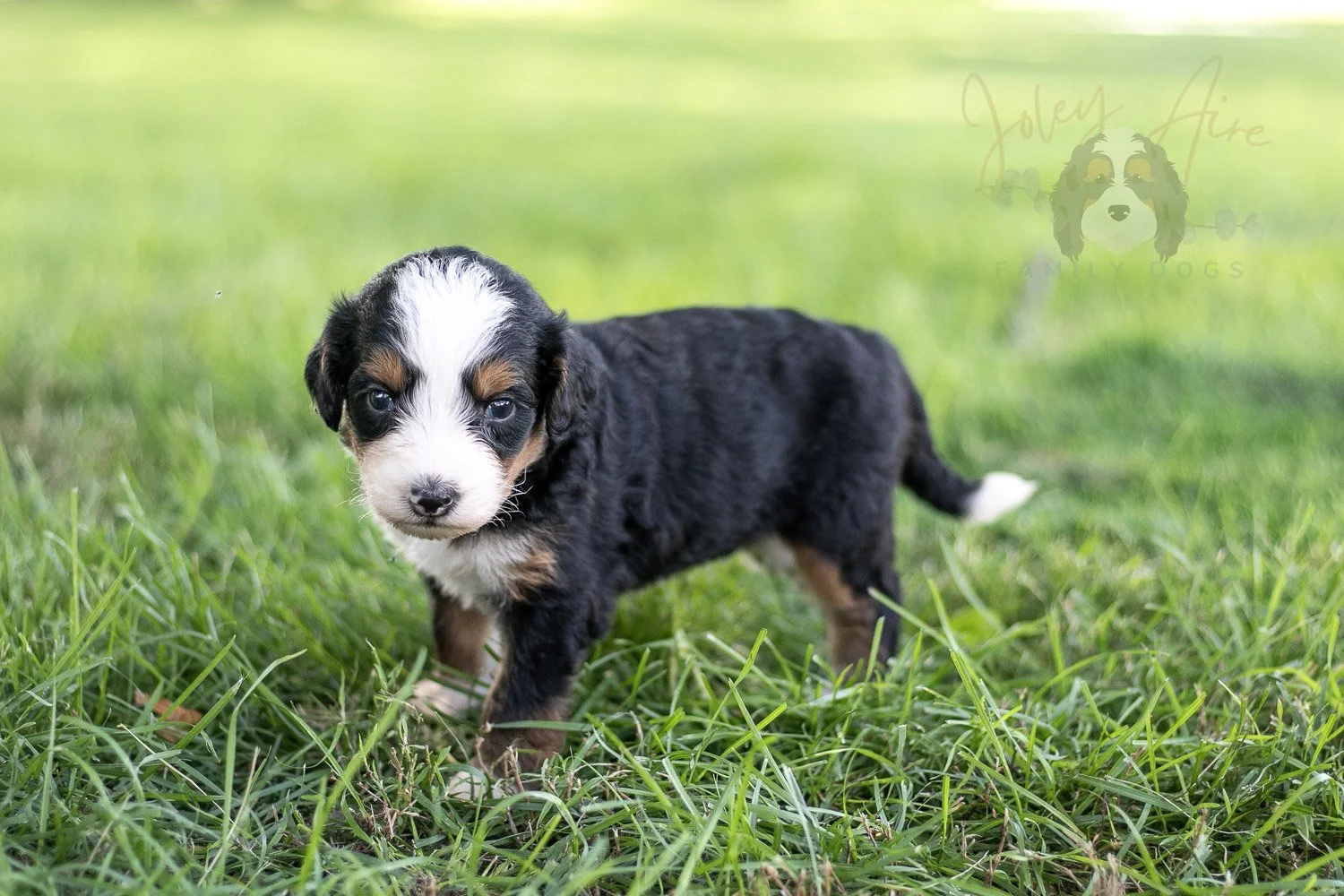 Anne Shirley Bernedoodle Puppy-539.jpg
