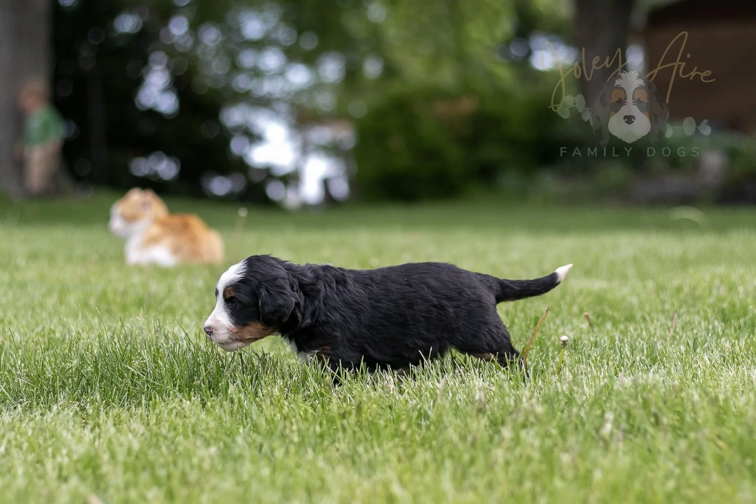 Harmonica Bernedoodle Puppy-28.jpg