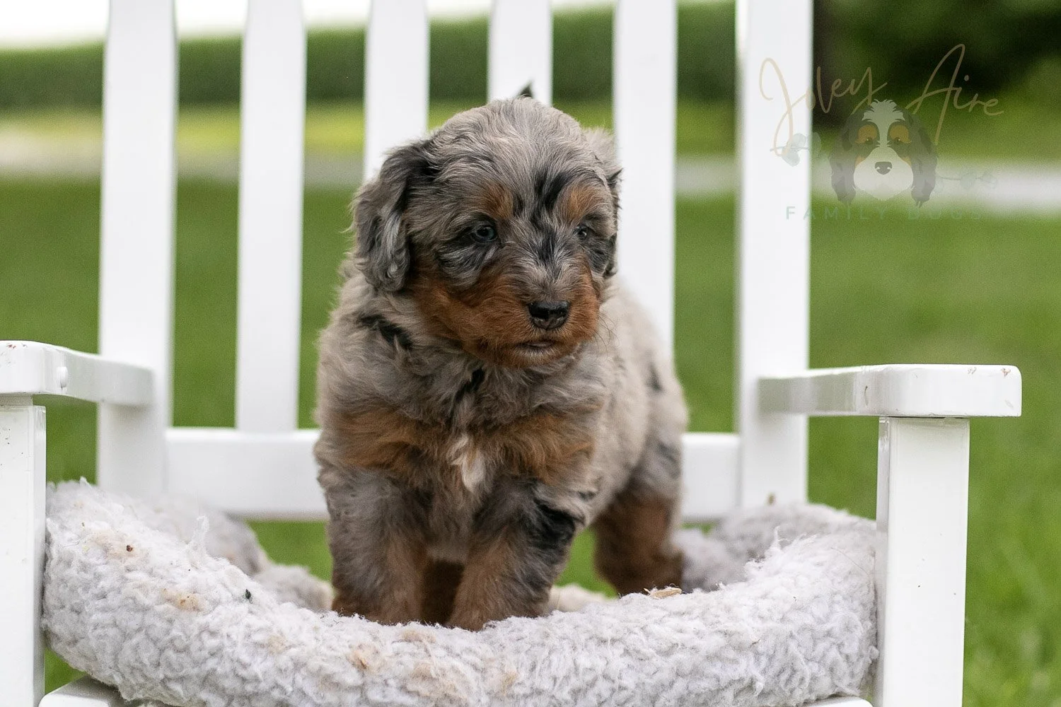 Marrila Cuthbert Bernedoodle Puppy-948.jpg