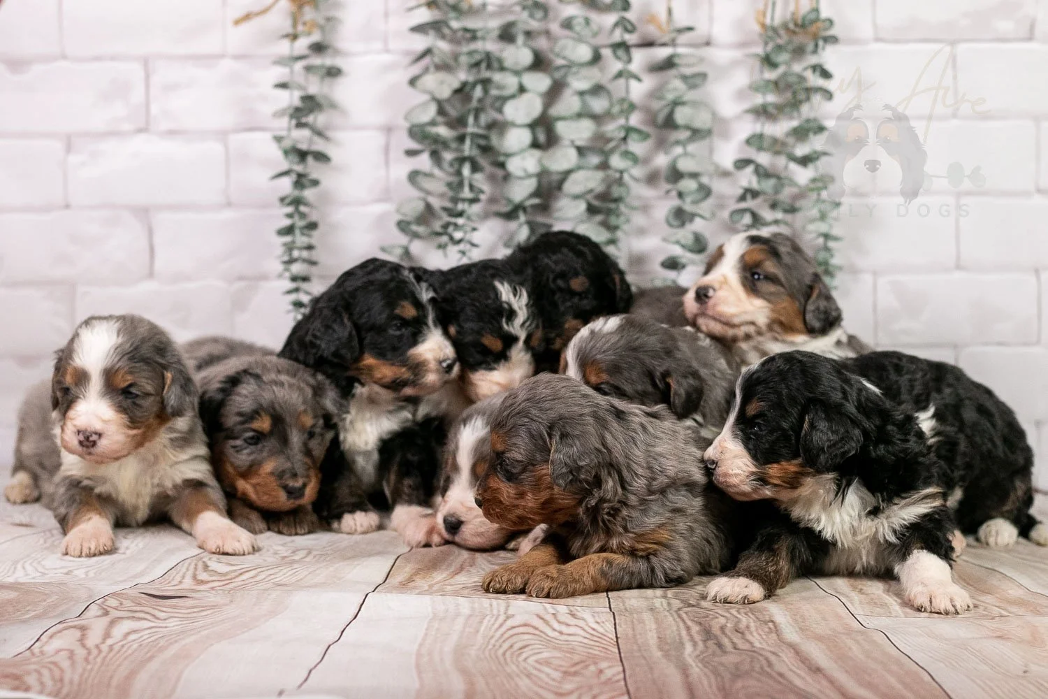 Winter Olympics Whole Litter-1.jpg