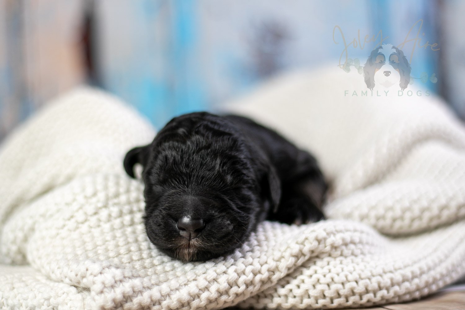 Claude Monet Bernedoodle Puppy-10.jpg