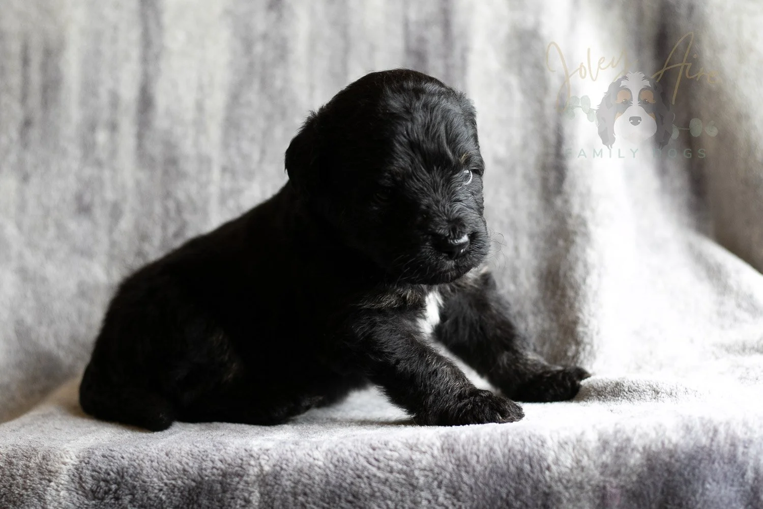 Andy Warhol Bernedoodle Puppy-126.jpg