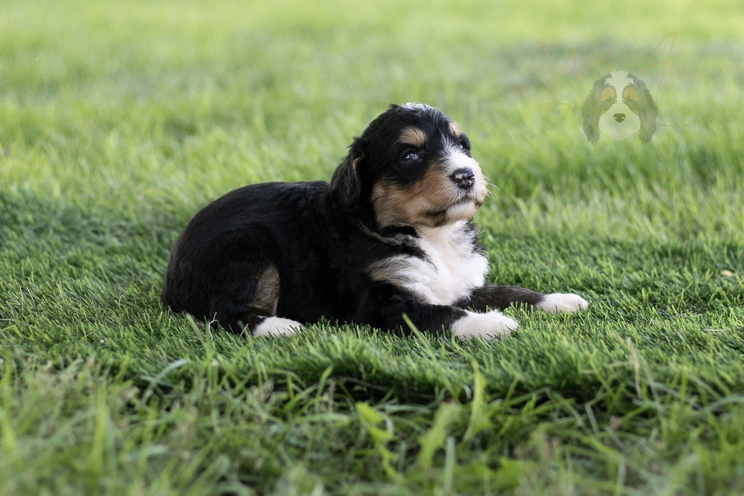 Walter Shirley Bernedoodle Puppy-450.jpg