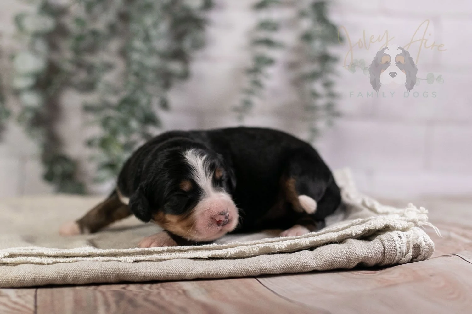 Trumpet Bernedoodle Puppy-6.jpg