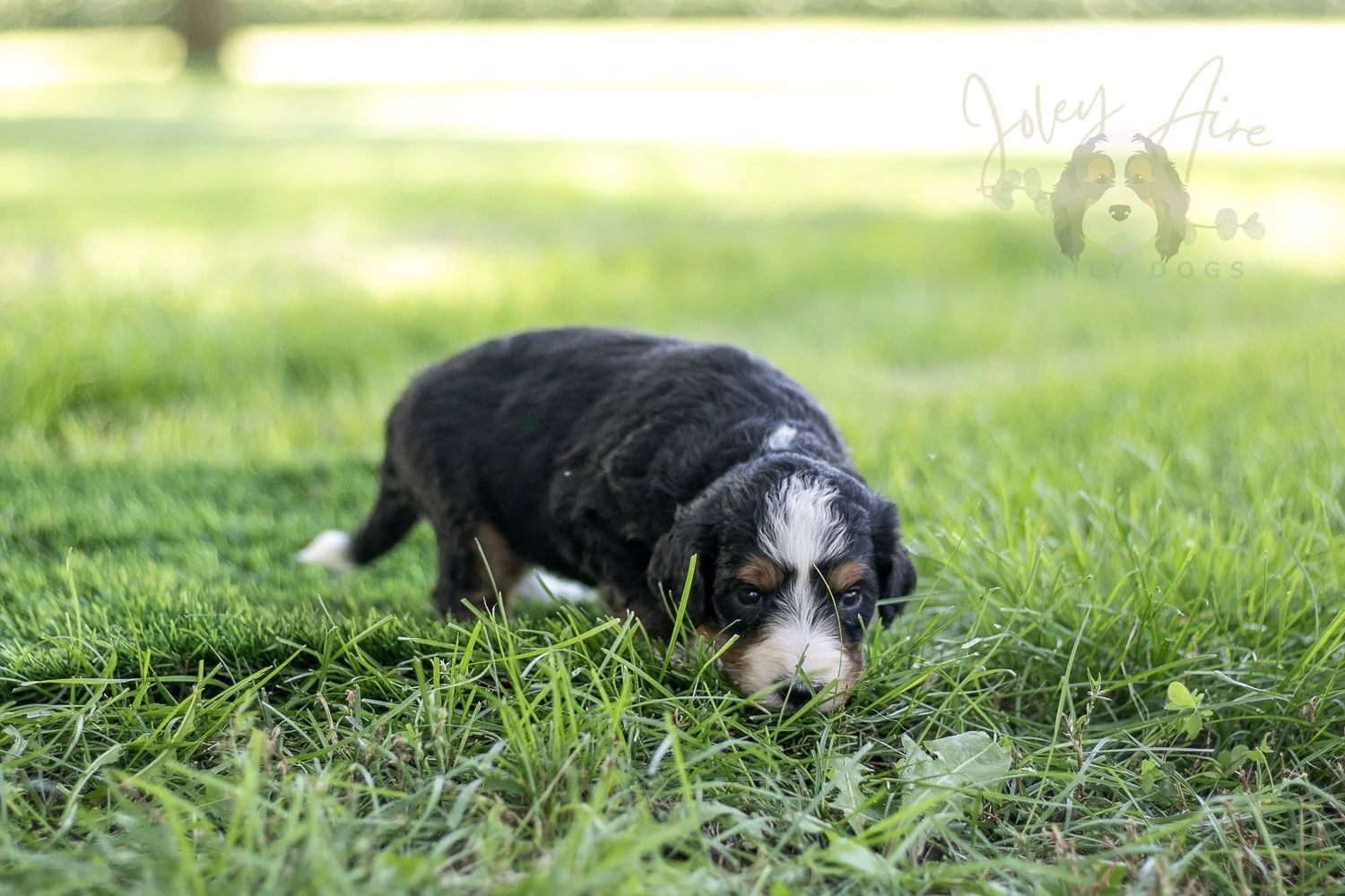 Diana Barry Bernedoodle Puppy-567.jpg