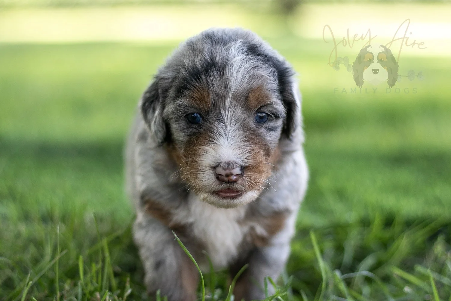 Rachel Lynde Bernedoodle Puppy-560.jpg