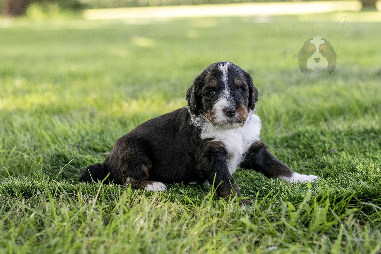 Yosemite Bernedoodle Puppy-389.jpg