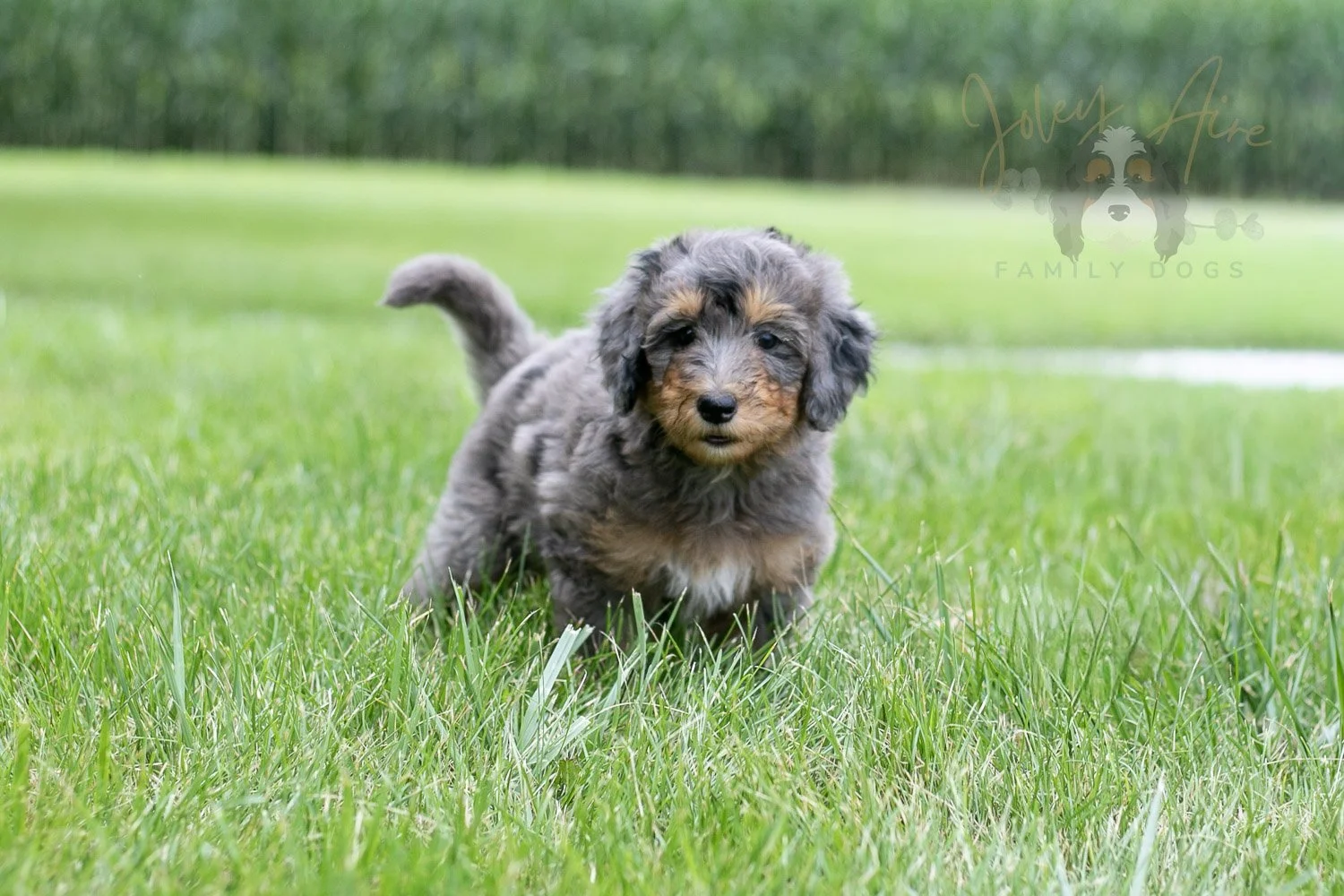 Josie Bernedoodle Puppy-28.jpg