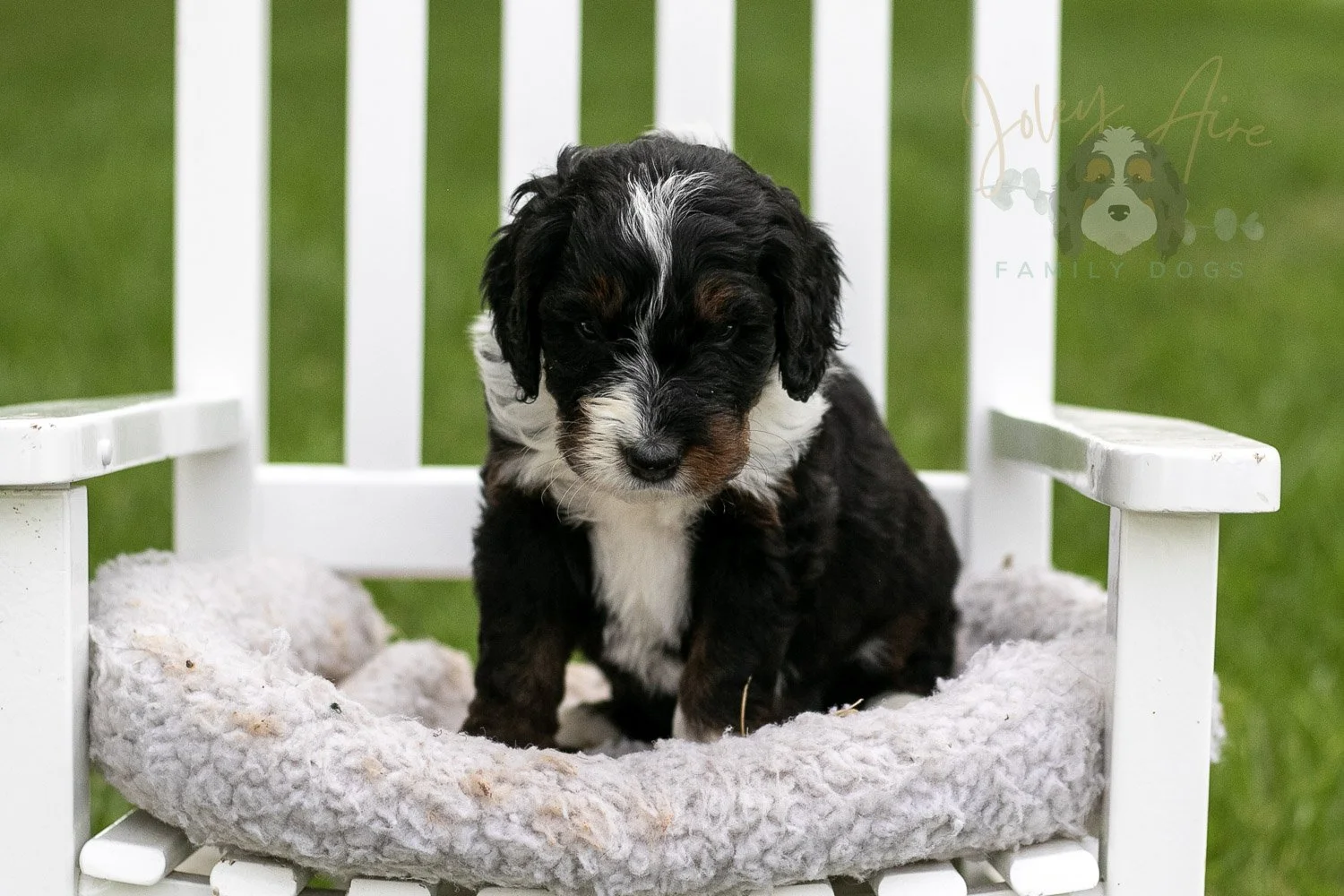 Yosemite Bernedoodle Puppy-971.jpg