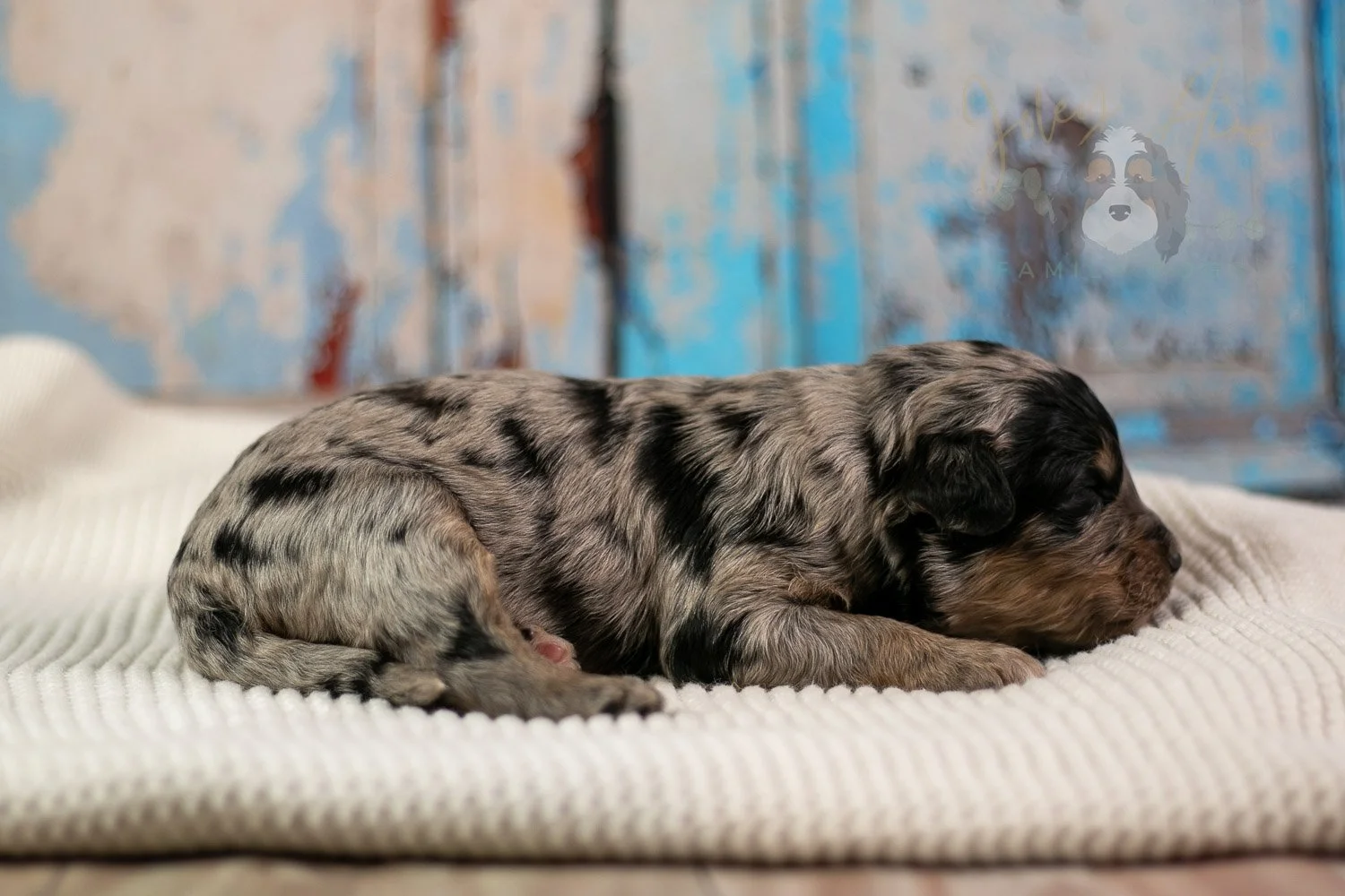 Frida Bernedoodle Puppy-188.jpg