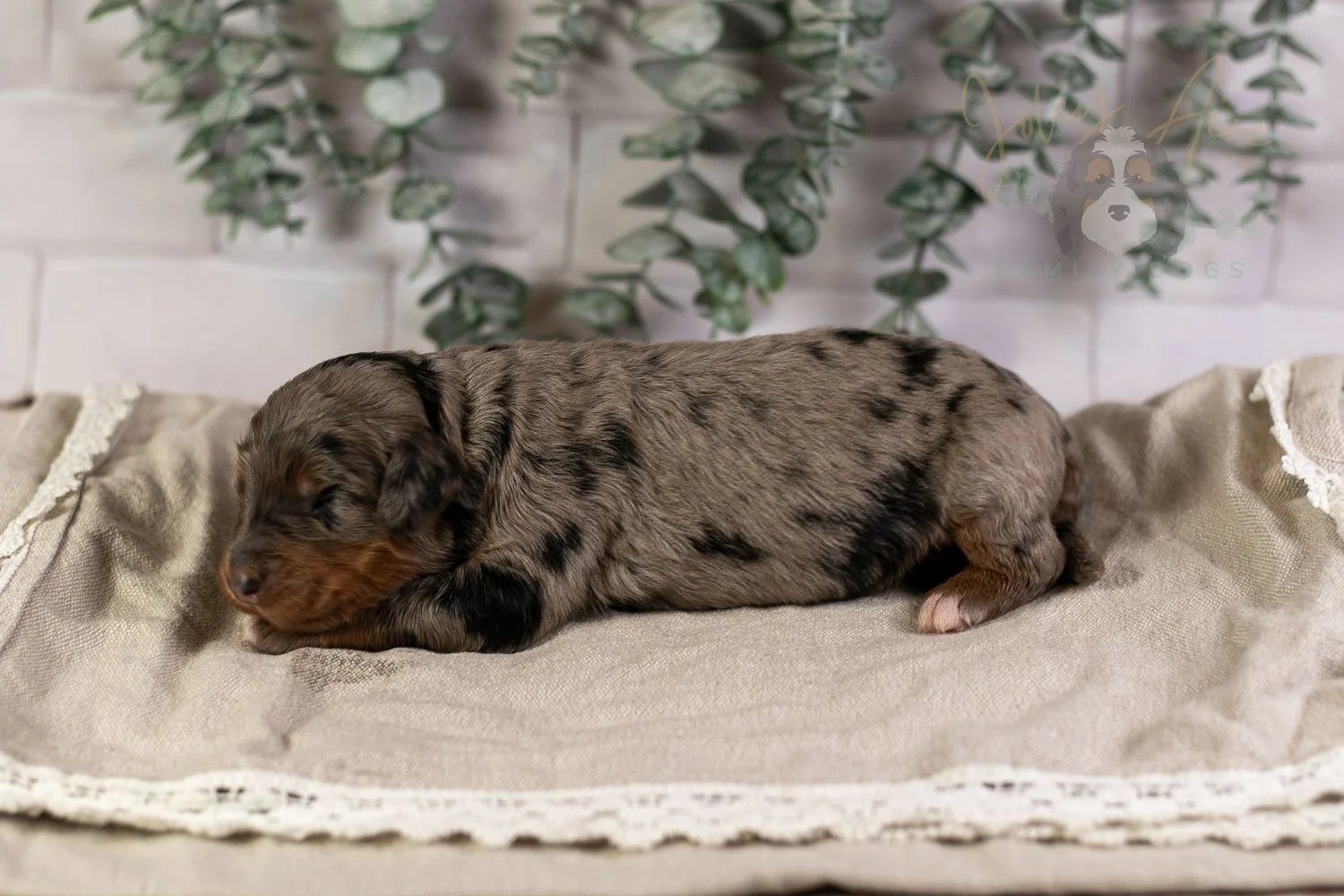 Flute Bernedoodle Puppy-1.jpg