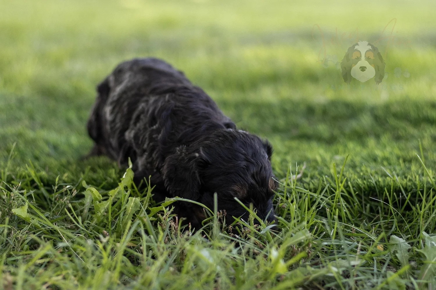 Bryce Bernedoodle Puppy-398.jpg
